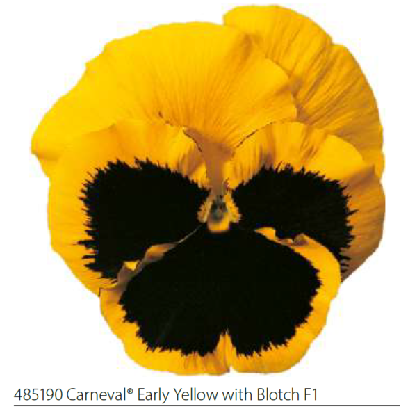 Võõrasema  Carneval early F1 "yellow with blotch"